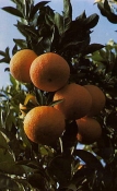 Arancio Salustiana